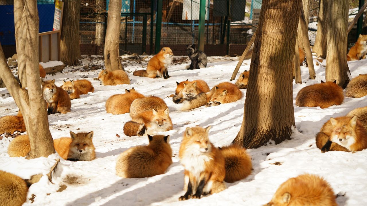 宮城の 蔵王キツネ村 と 田代島 で動物たちと触れ合う Nippon Com