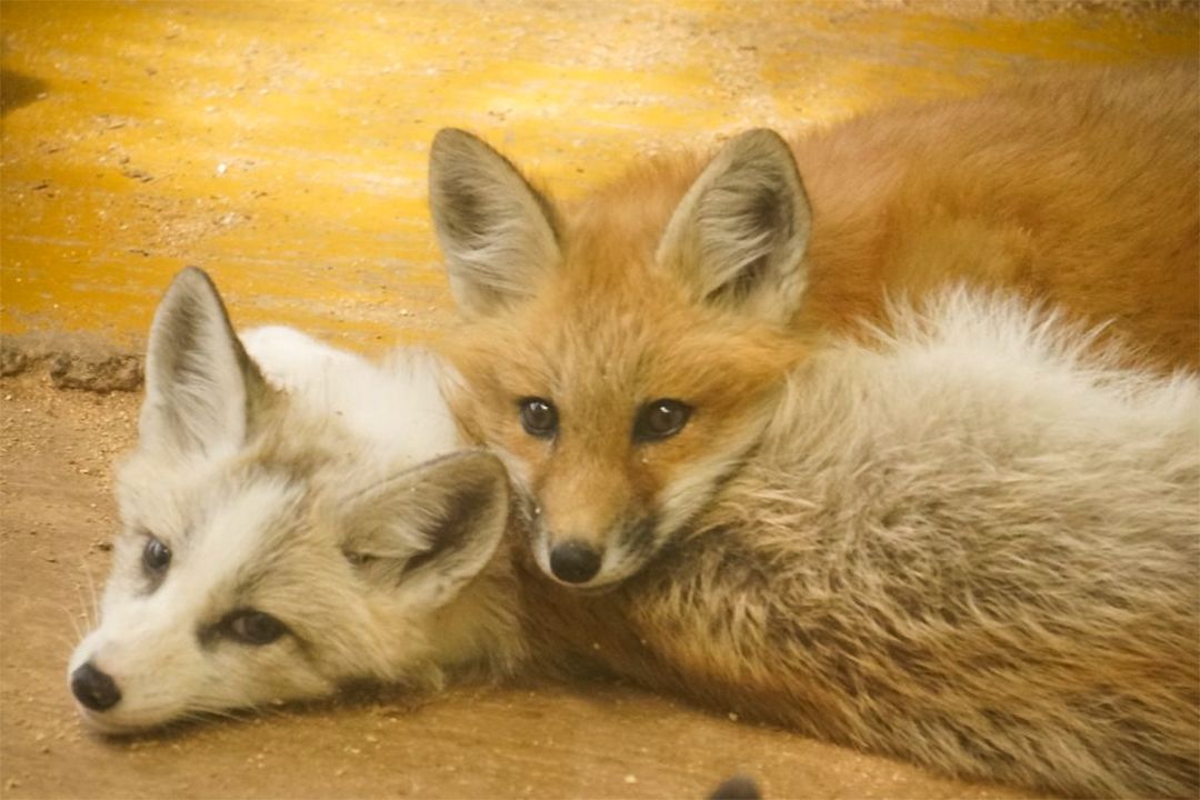 宮城の 蔵王キツネ村 と 田代島 で動物たちと触れ合う Nippon Com