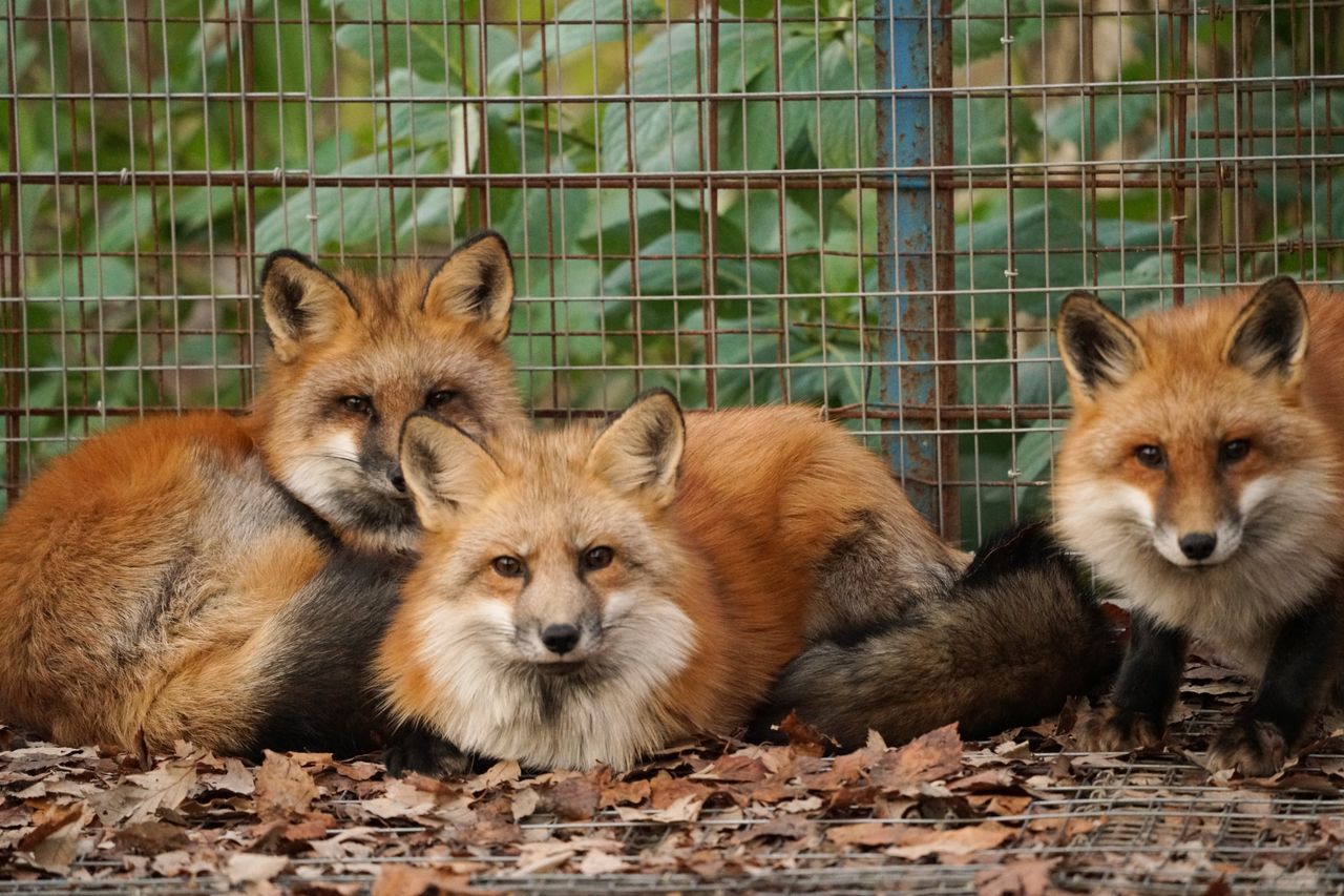 宮城の 蔵王キツネ村 と 田代島 で動物たちと触れ合う Nippon Com