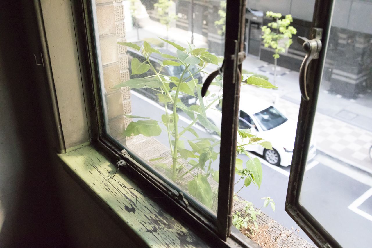 窓の外に草花が植えられる窓は、都会生活の癒しとなっただろう