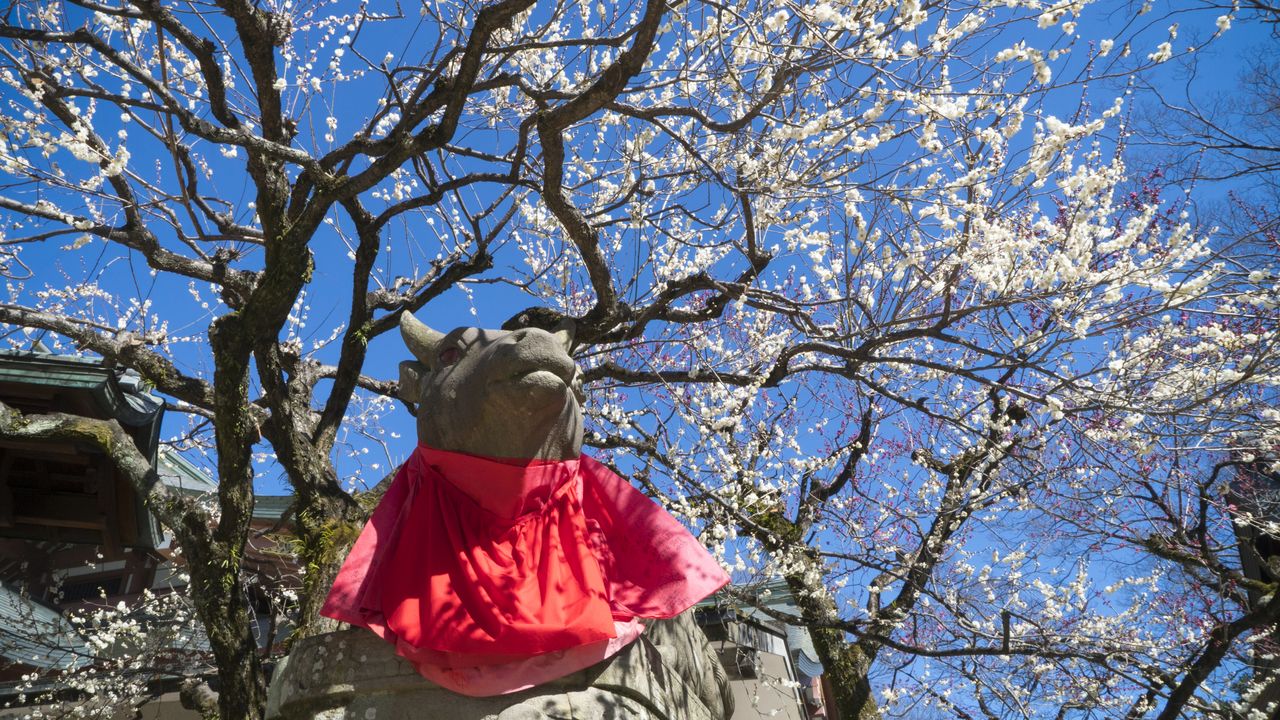 梅 北野 天満宮