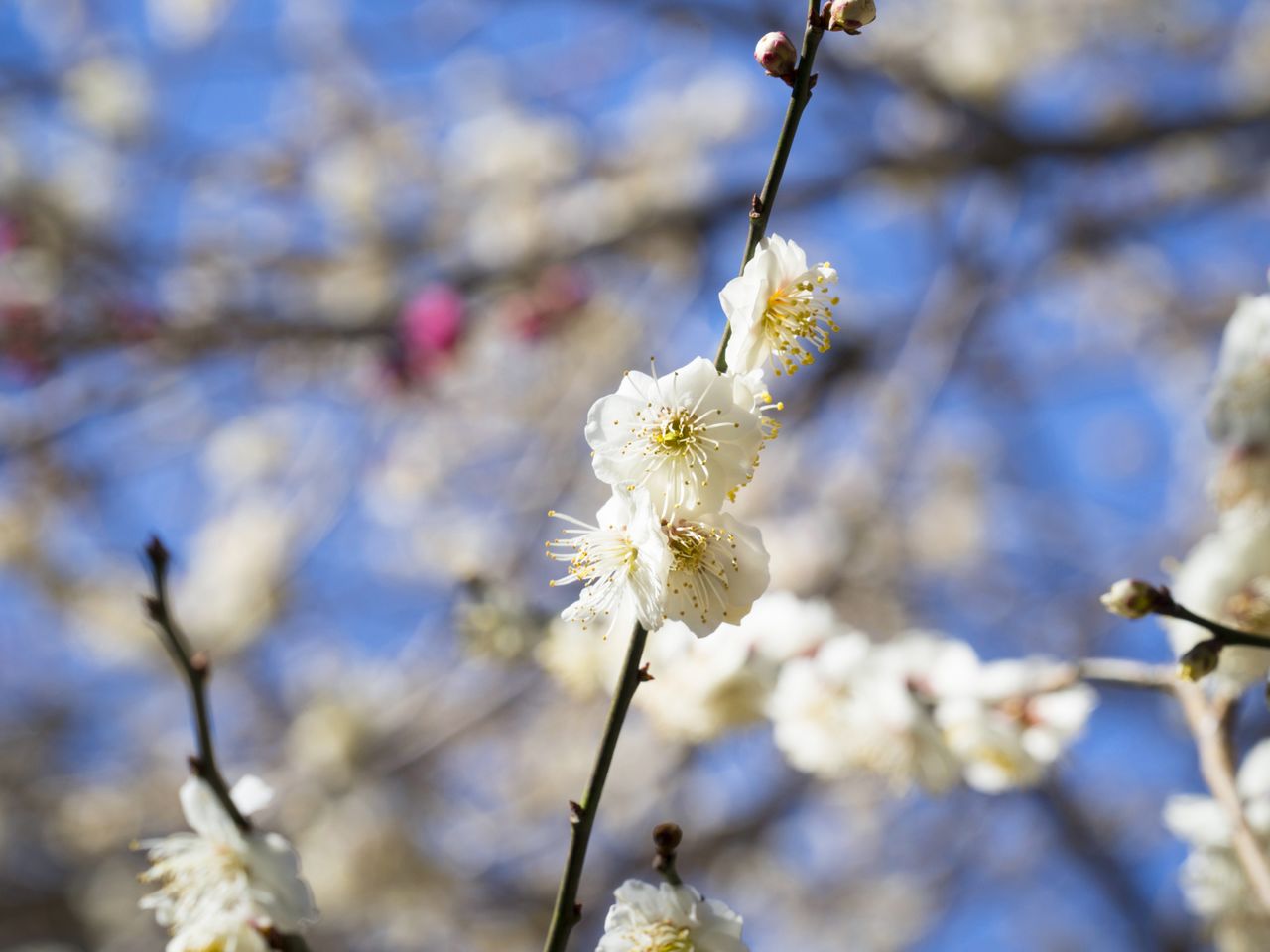 甘い香りを放つ梅の花が、春の到来が近いことを感じさせる