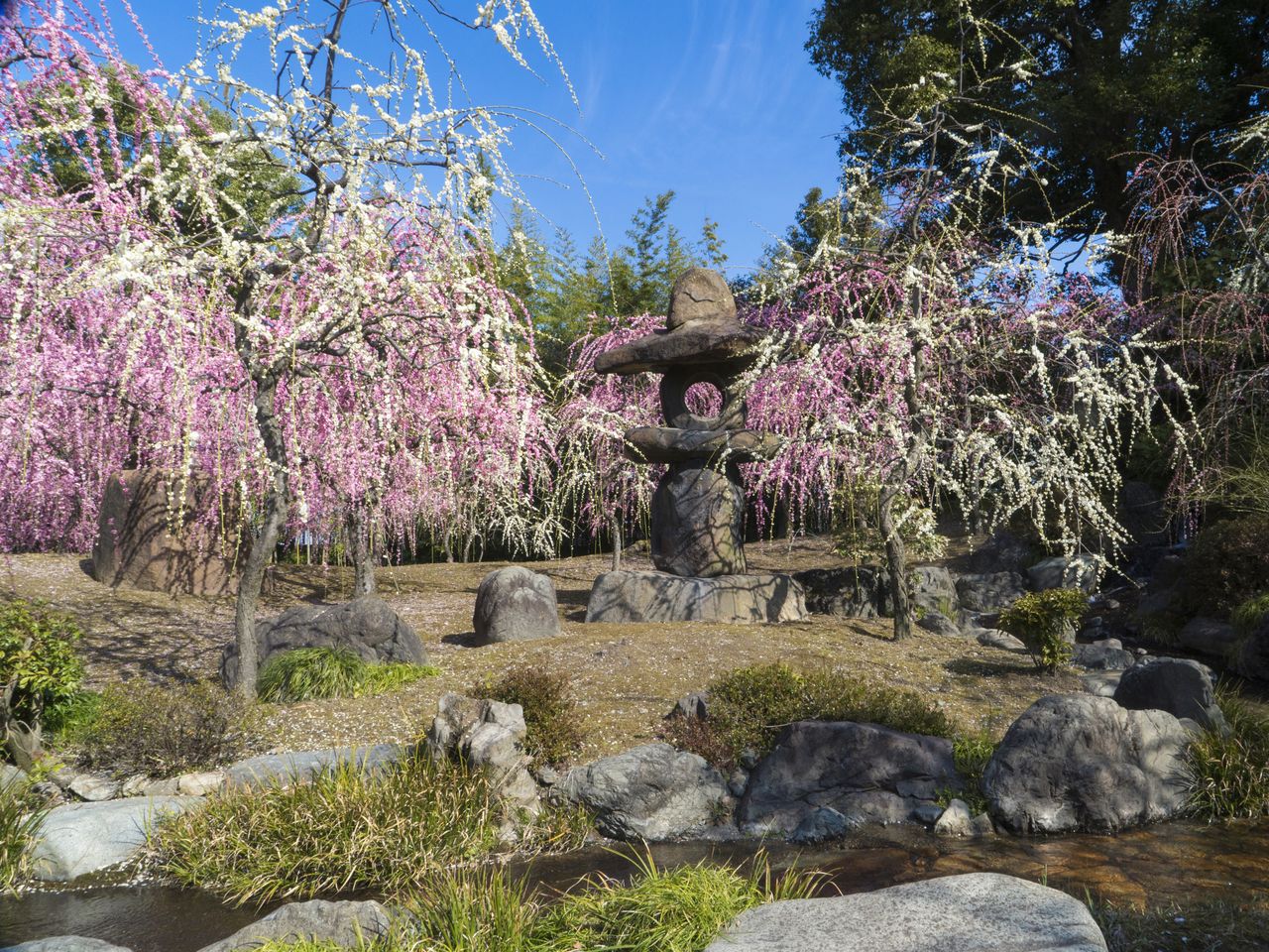 しだれ梅と小川、庭石などが美しく配置された春の山