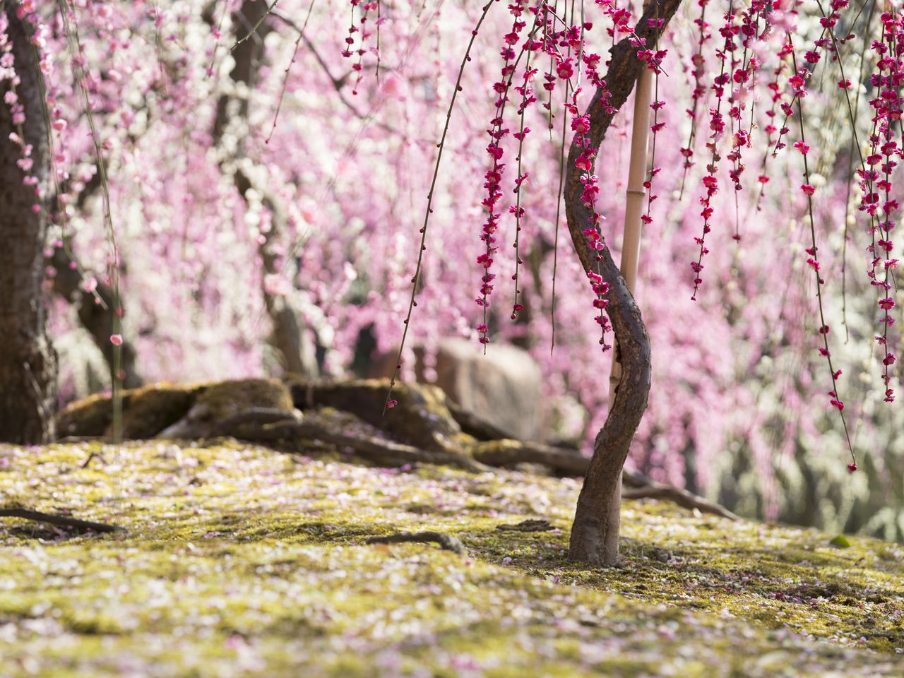 コケの上に落ちた梅の花びらも美しいと、見ごろが過ぎてから訪れる人も多い
