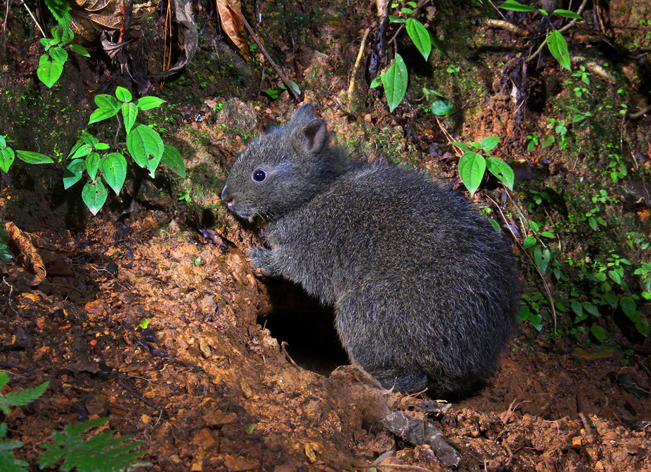 幼いアマミノクロウサギ。子育て用巣穴の前で巣立ちの練習をしている