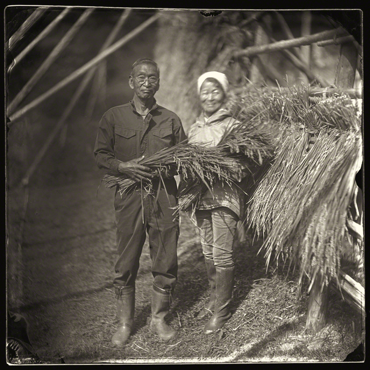 出雲地方で先祖伝来の有機米を刈り入れる夫婦