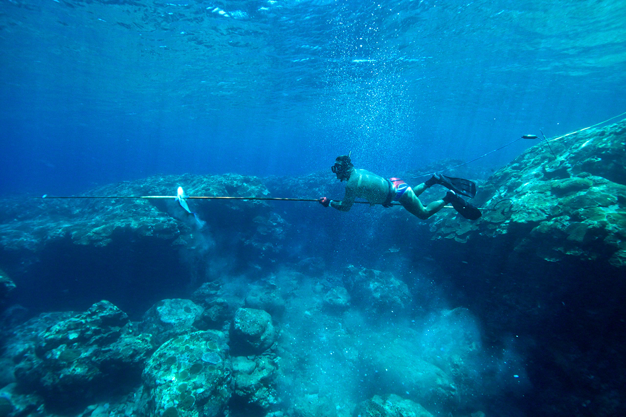 長イーグンでゲンナー(標準和名 ナンヨウブダイ)を突く。銛にはカエシが無いので、深く差し込む必要がある