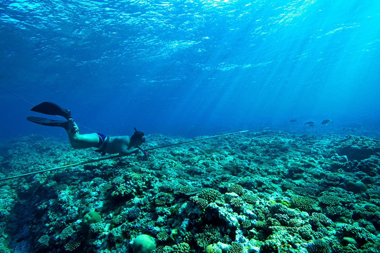 獲物にゆっくり近づくとき、フィンは魚の胸びれのように細かく動かす