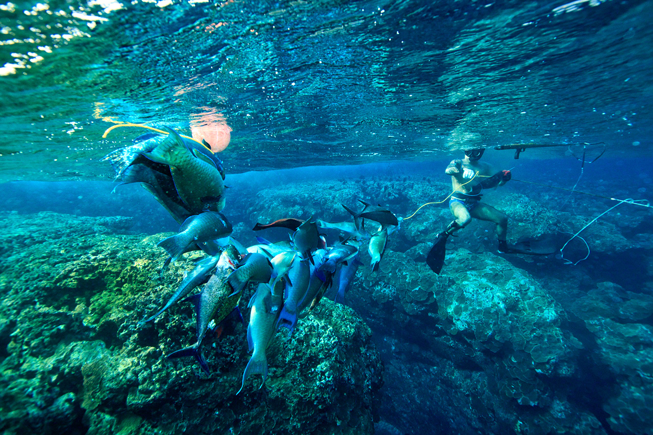 ジンナー(獲物を通すひも)に大漁のイラブチャー(ブダイの仲間)。1時間ちょっとの漁果(りょうか)