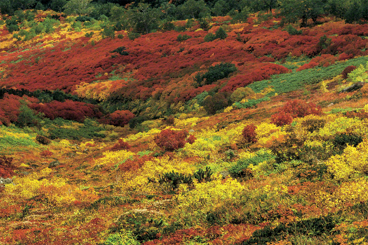 紅葉に染まった大雪山系の森林限界（森林生育の上限）の景観