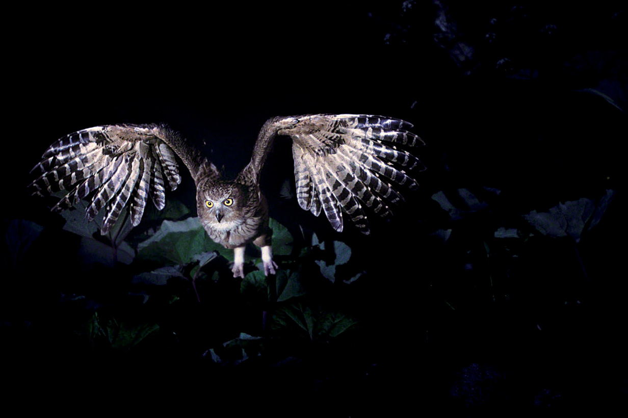 フクロウ類は獲物に気付かれぬよう静かに近づく習性があるが、巨大なシマフクロウも音を立てず羽ばたく