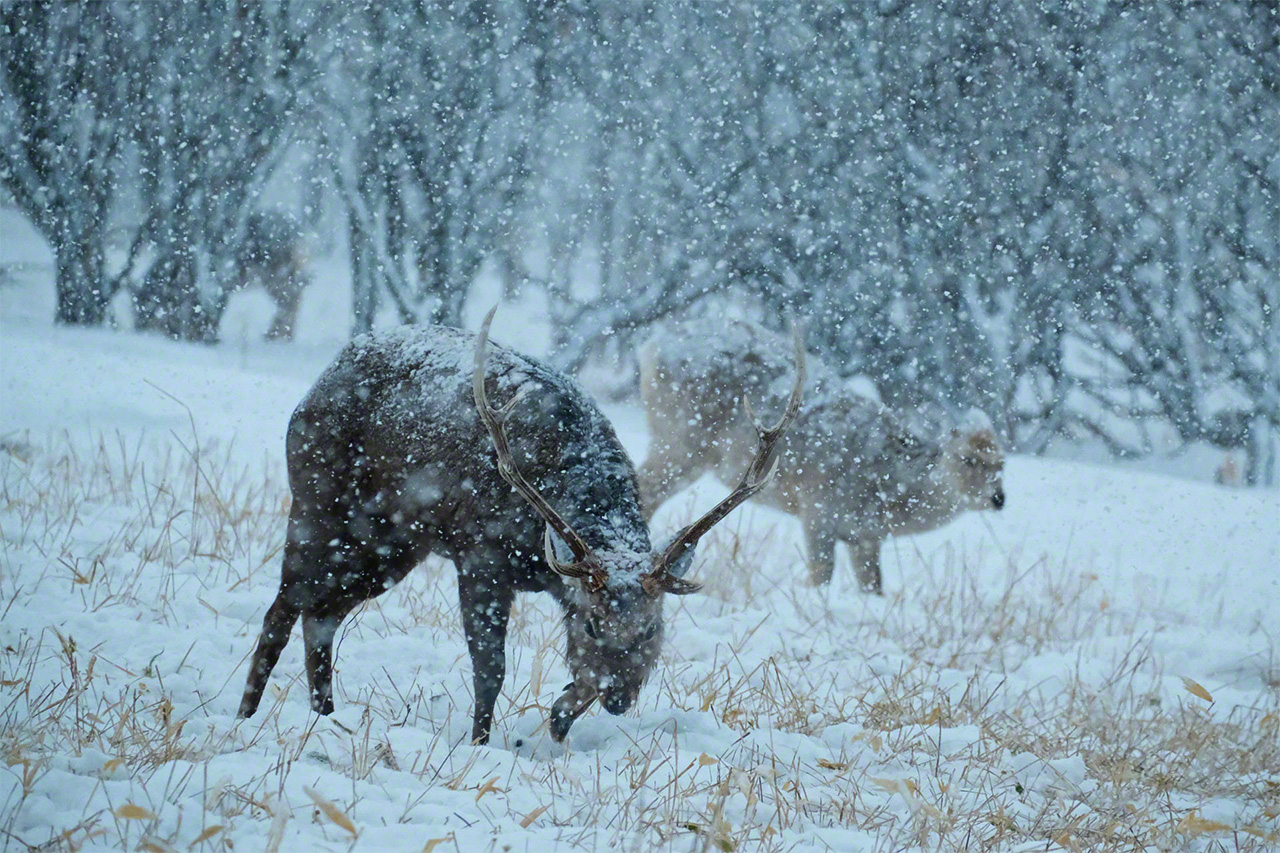 雪の中から草の根を掘り出すエゾシカ