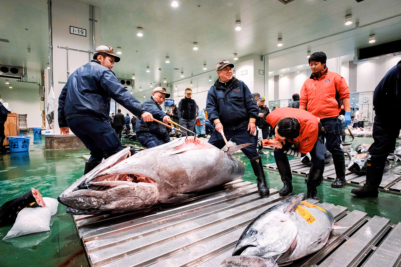 マグロの腹をめくり脂の乗り具合を確かめる「下付け」作業