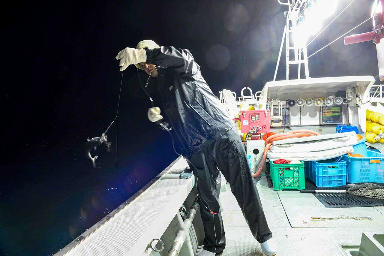 釣り糸を直接手で操り、生き餌用のサバを釣り上げていく