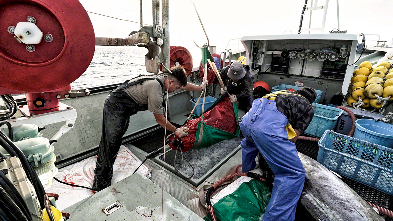 防水布で包んだマグロを氷水の中に漬け込む