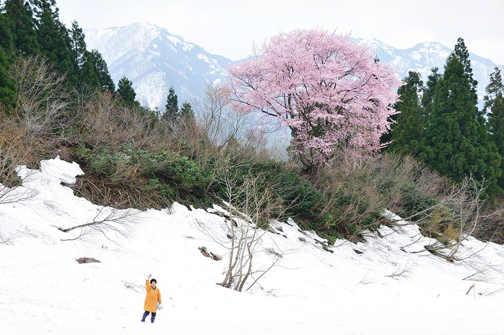 豪雪地帯の春。(新潟県南魚沼市)