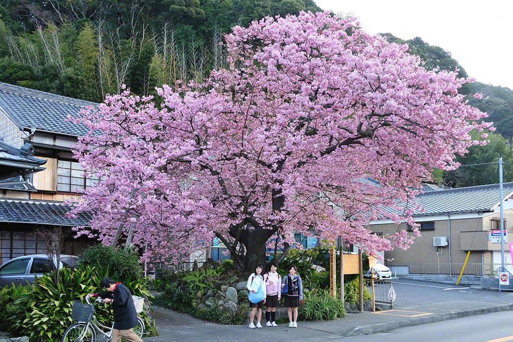 静岡県賀茂郡河津町