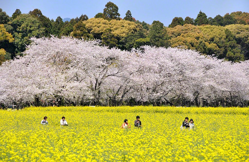 宮崎県西都市 西都原(さいとばる)公園