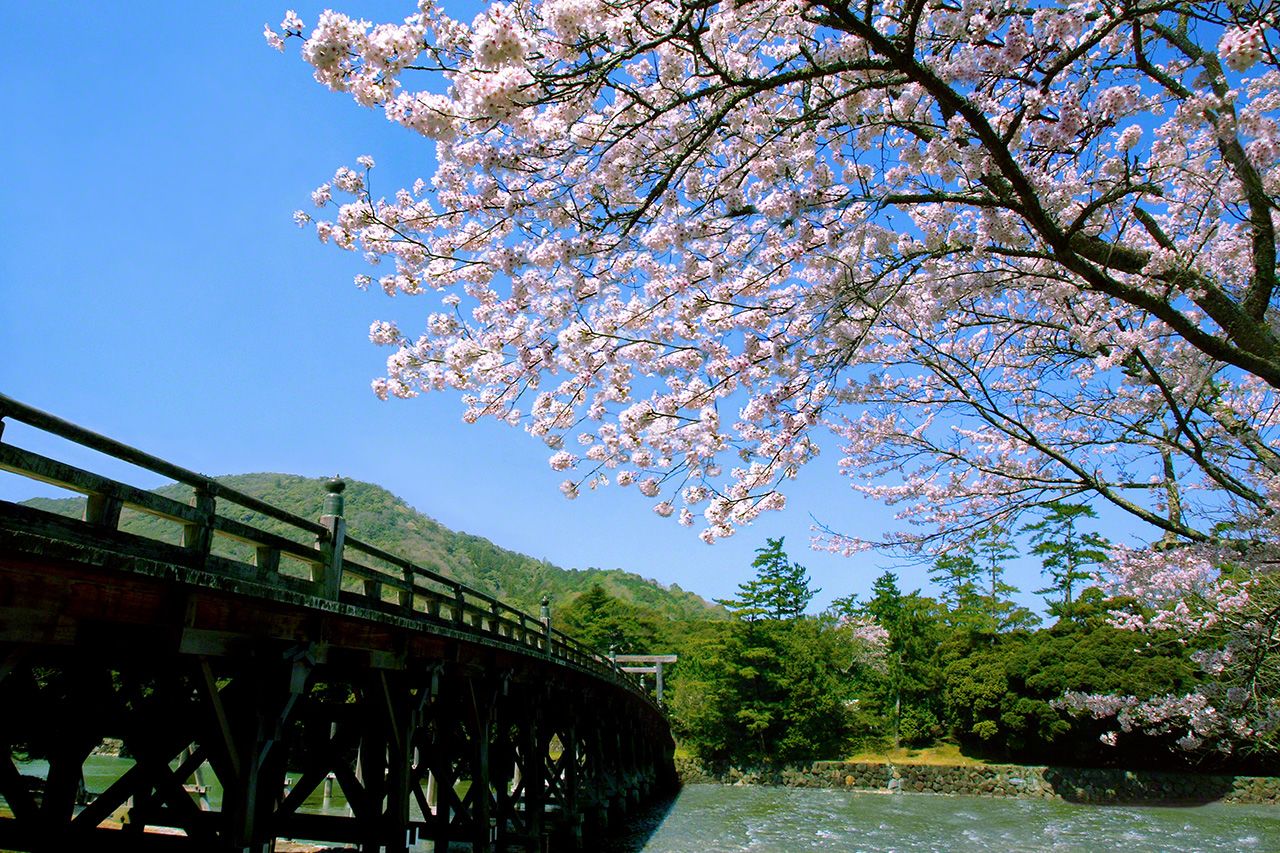 3月28日　のどかな春の日、宇治橋を渡ると桜が迎えてくれる。