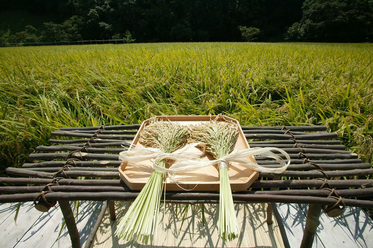 9月5日　抜穂祭（ぬいぼさい）で抜き取られた稲の穂に、神官が実りに感謝する祝詞を奏上する。