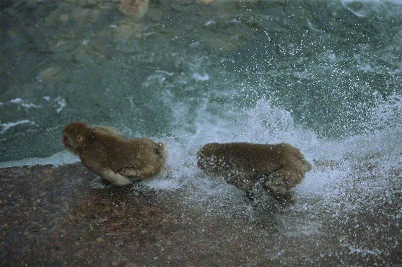 【Photos】スノーモンキーは温泉が大好き—地獄谷のニホンザル