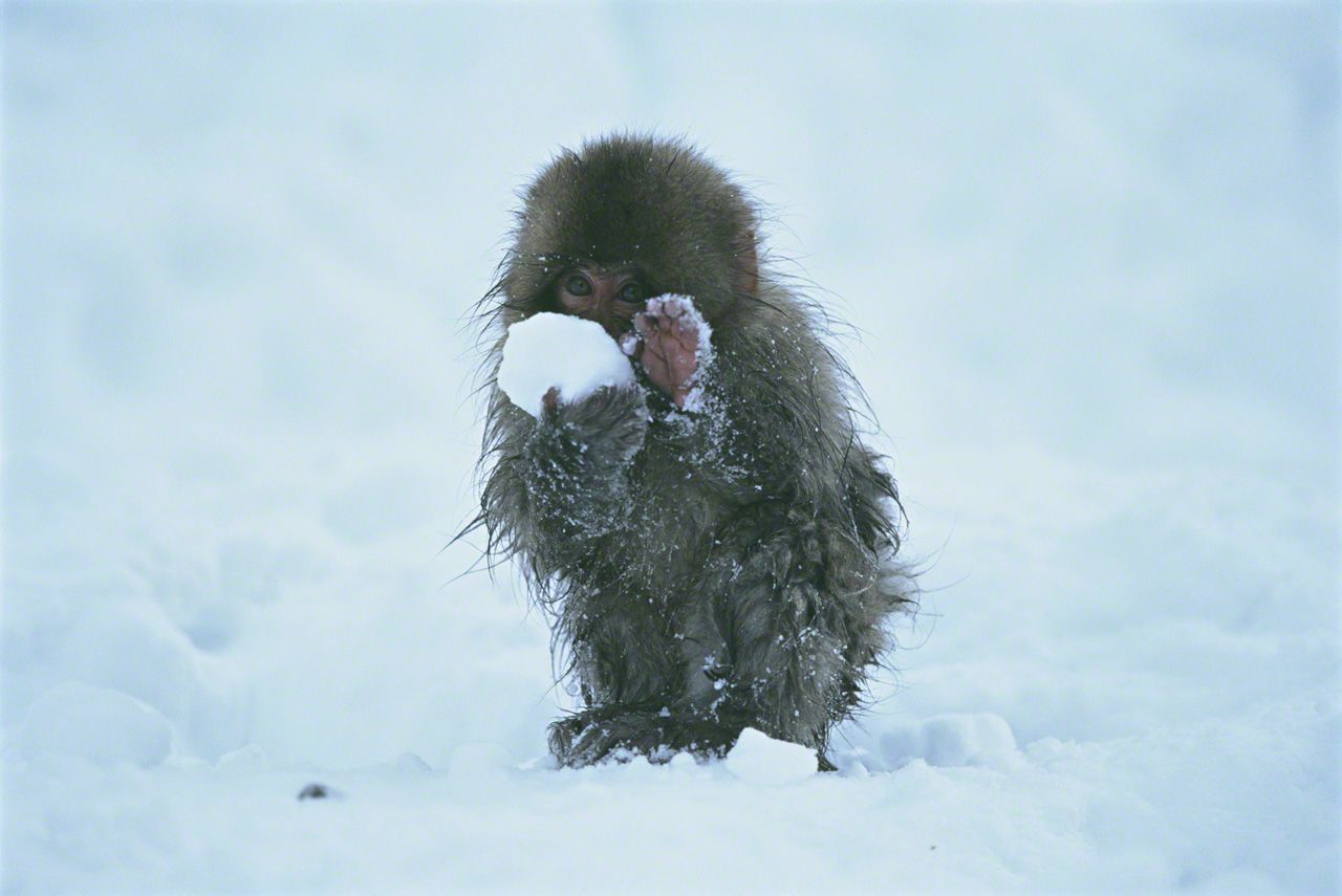 雪の中に混ざった大麦を食べる子ザル。地獄谷野猿公苑では、決まった時間に餌となる大麦が撒かれる。1月