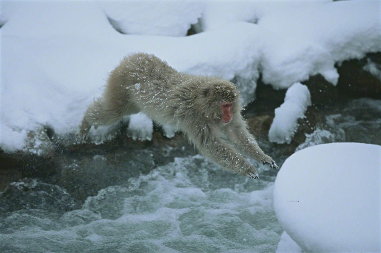 朝、目を覚ましたサルたちは、餌をもらったり、温泉に入ったりするために山から公苑に下りてくる。雪で川幅が狭まった横湯川を飛び越す大人のサル。2月