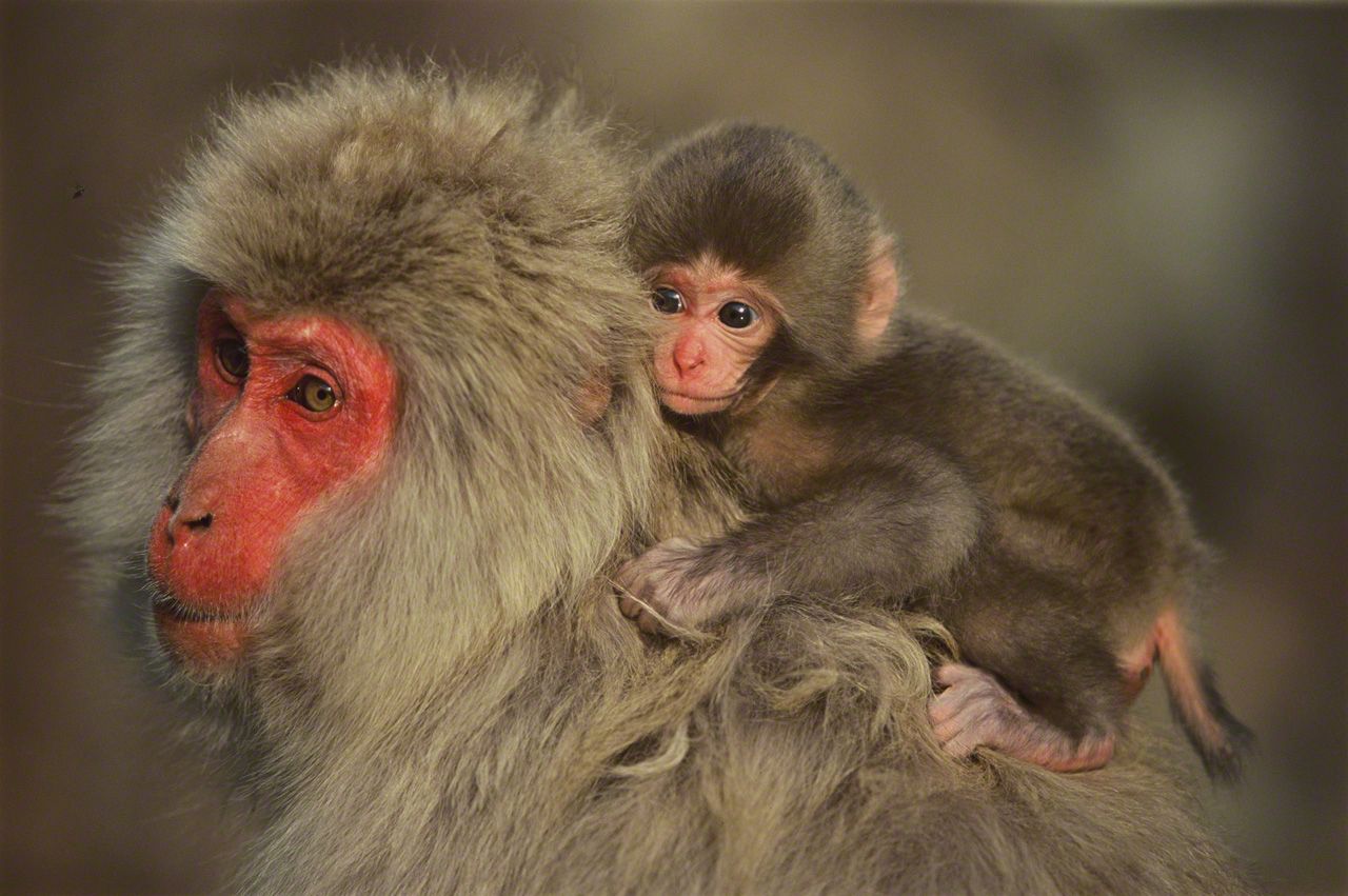 生まれたばかりの赤ん坊は、どこへ行くにもしっかりと母親にしがみつく。5月