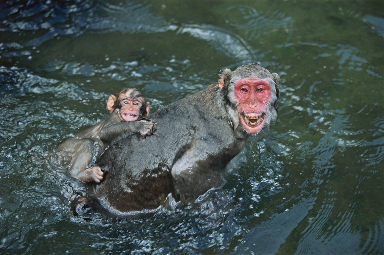 威嚇するサルに対抗して、温泉に入っていた母子ザルが浮かべた表情。笑っているように見えるが、そうではないようだ。9月