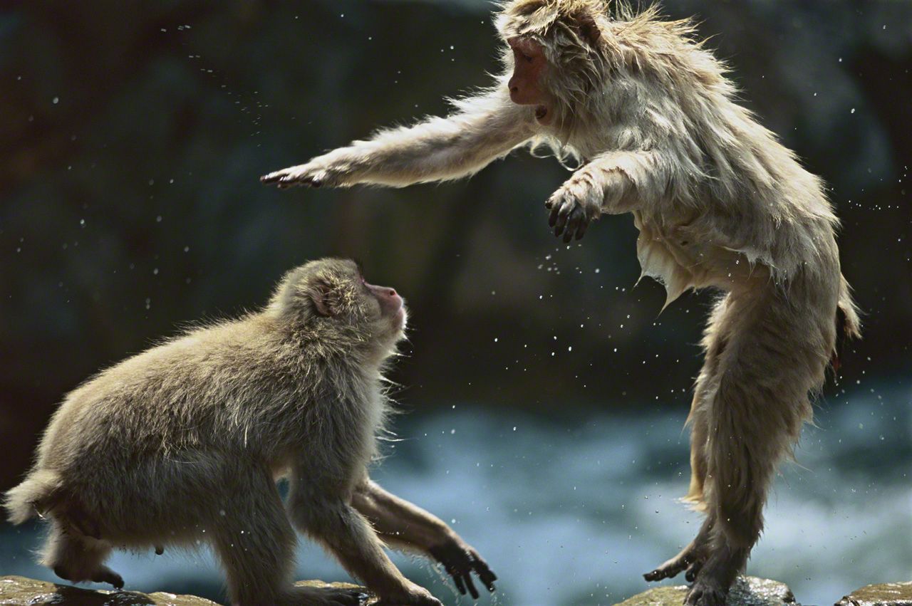 餌をめぐって争いが生じ、飛び上がって体を大きく見せて威嚇する。9月