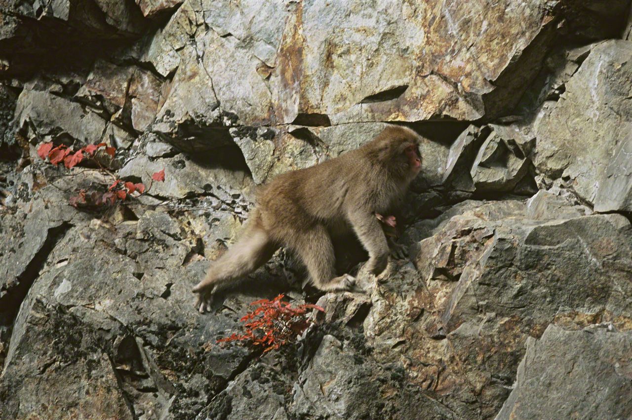 今年生まれた子ザルを胸に抱き、食べ物を探して切り立った崖を進む母子ザル。10月