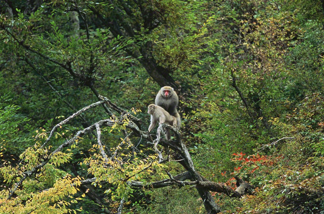 秋が深まると、交尾の季節が訪れる。11月