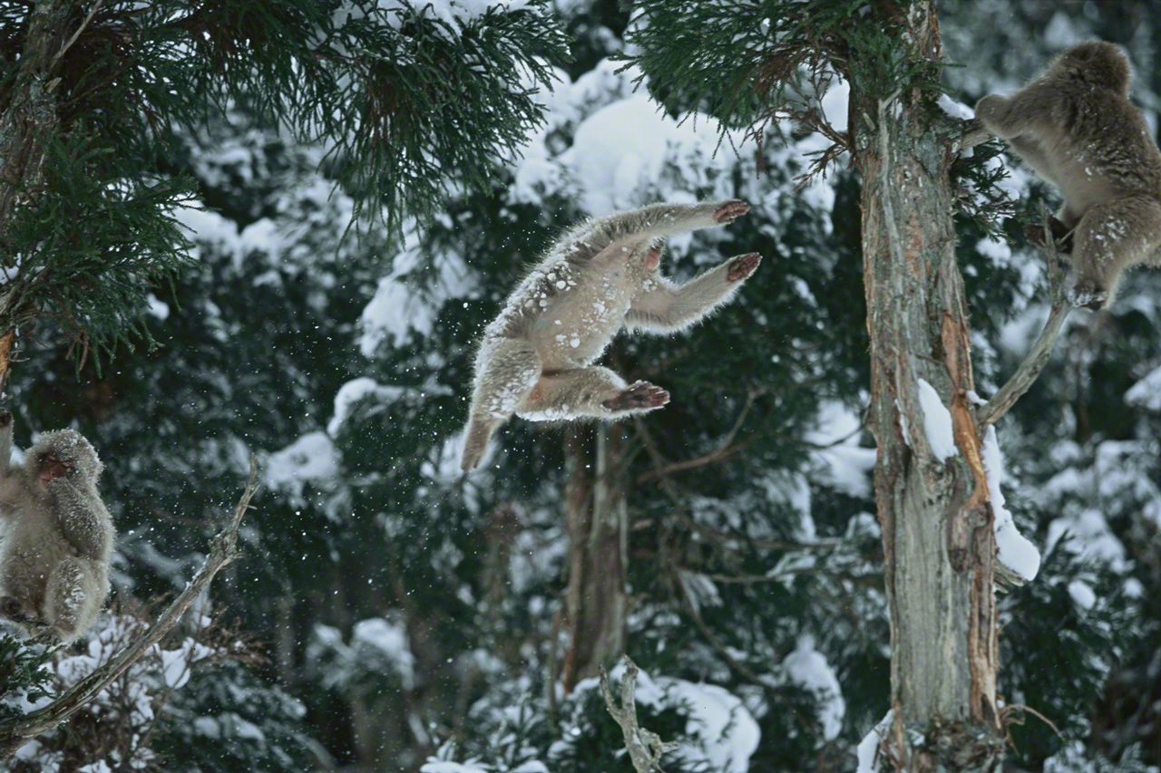 吹雪が止んで暖かくなると、子ザルたちは元気いっぱいに木々の間を飛び移る。2月