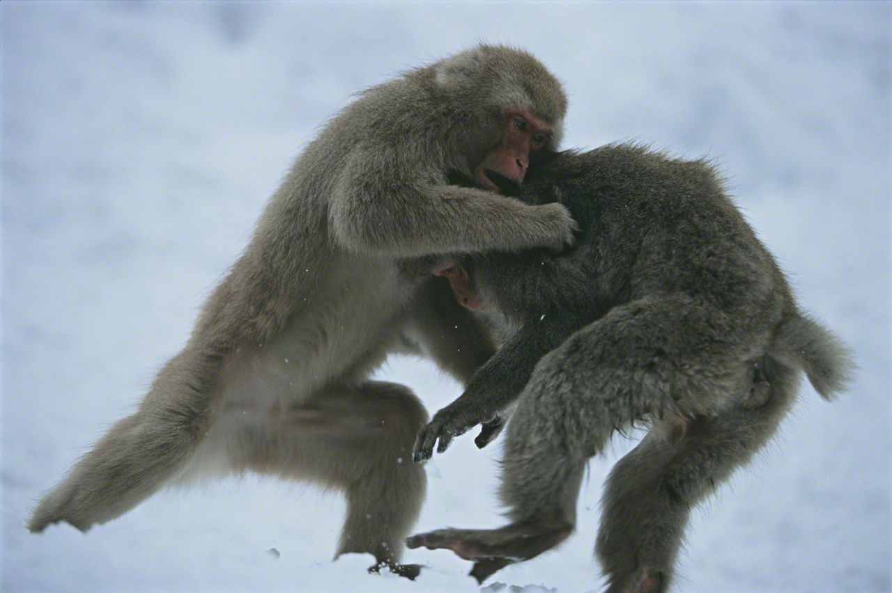 餌をめぐっての雪の中での争い。多くの場合、小競り合い程度で済むが、時には大けがを負うことも。1月