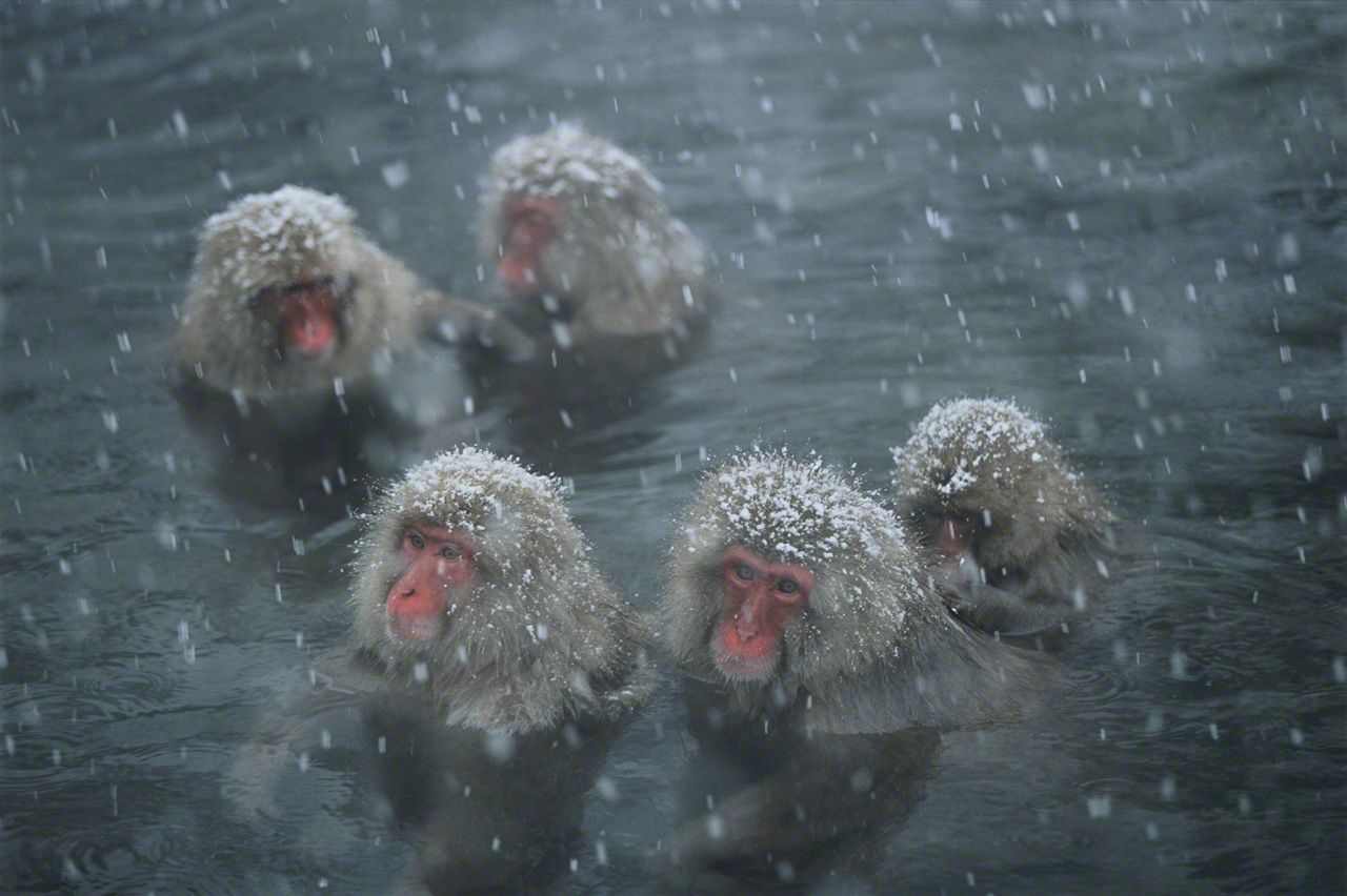 寒さの厳しい日は、温泉は大賑わいだ。1月