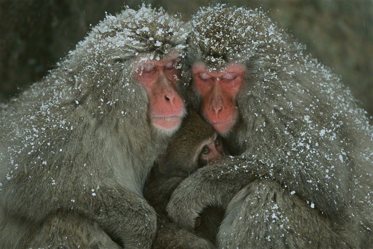 12月になると地獄谷に雪が降る。まだ寒さに慣れていないサルたちは、体を寄せ合ってじっとしている。12月