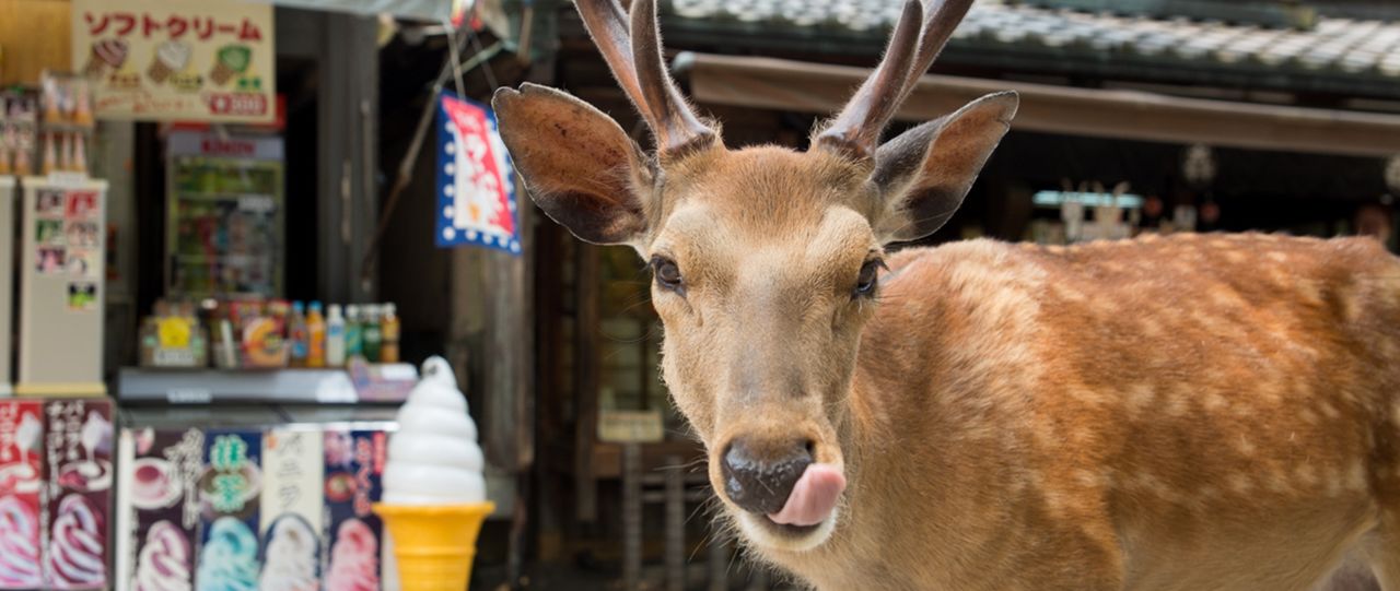 Photos 奈良の鹿 古都と鹿の不思議な出会い Nippon Com