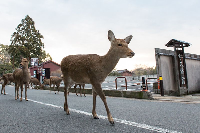 Photos 奈良の鹿 古都と鹿の不思議な出会い Nippon Com