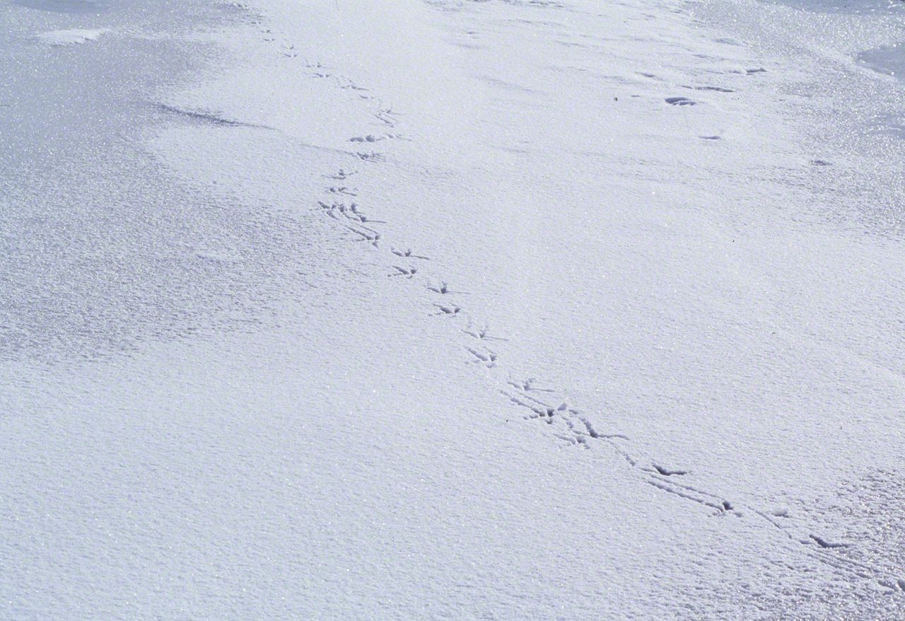 川を覆った氷の上にシマフクロウの足跡を見つけた