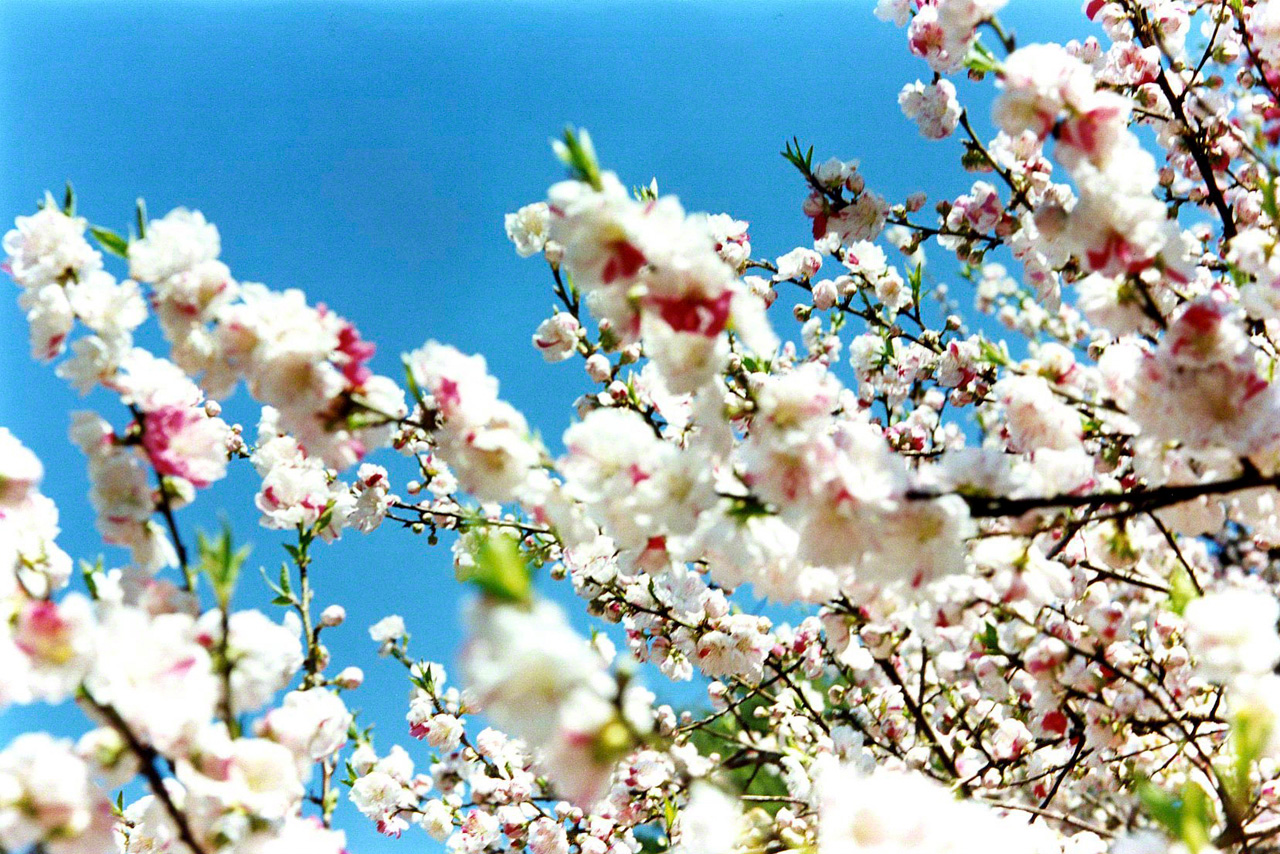 写真集『桜』（河出書房新社、2011年）より ©mika ninagawa, Courtesy of Tomio Koyama Gallery