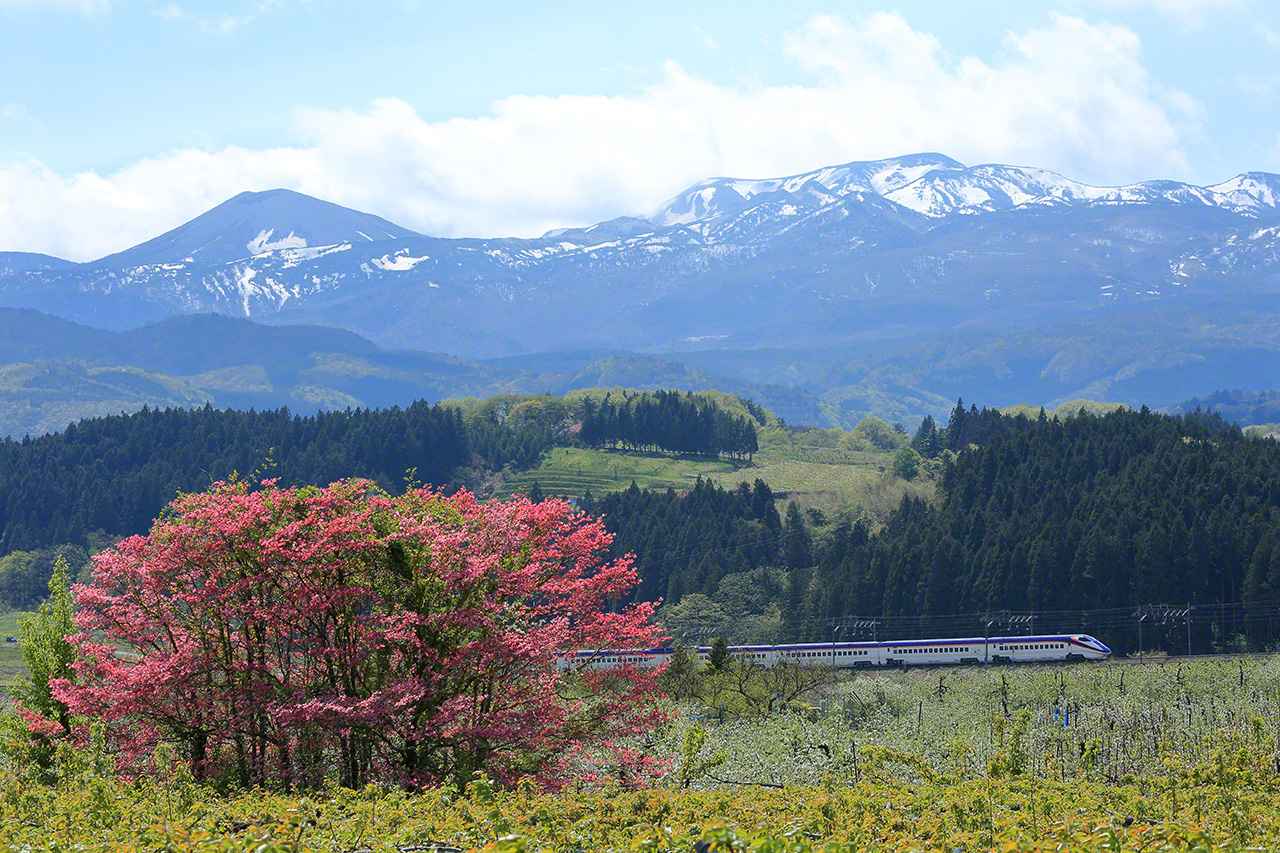 JR奥羽本線の庭坂〜赤岩間（福島県福島市）を走る山形新幹線E3系つばさ。5月。吾妻連峰の麓を走るこの区間は、沿線に桃や梨の花が咲き誇るフルーツラインだ。つばさは板谷峠を越え、一路山形へと向かう。