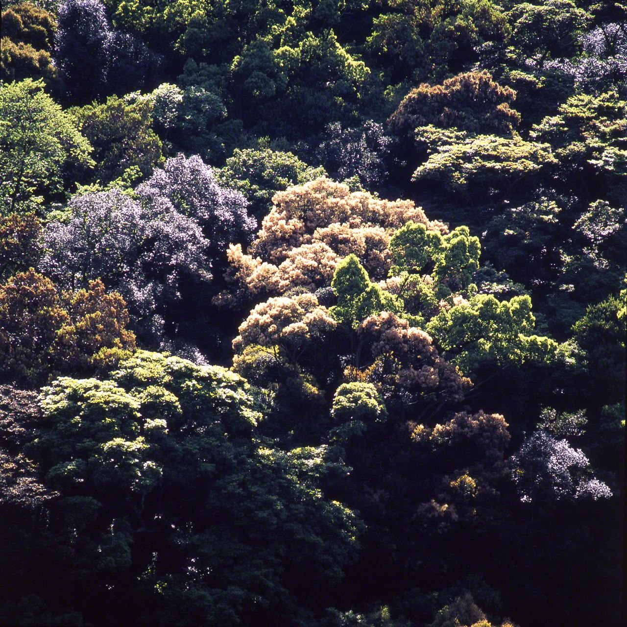新緑とスダジイの花。芽吹きごろの照葉樹林は、冬の濃い緑一色の世界が生まれ変わったように輝き出す