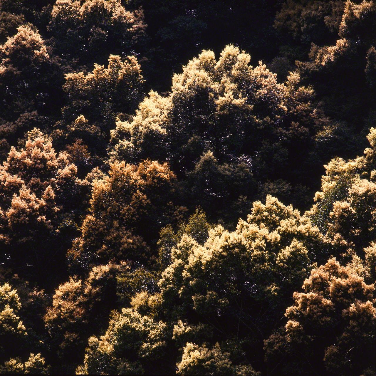 シイの花。スダジイとツブラジイの比較的若い木の森。若いシイの木は全ての成長エネルギーを高さに注ぐため、細身の樹形となる