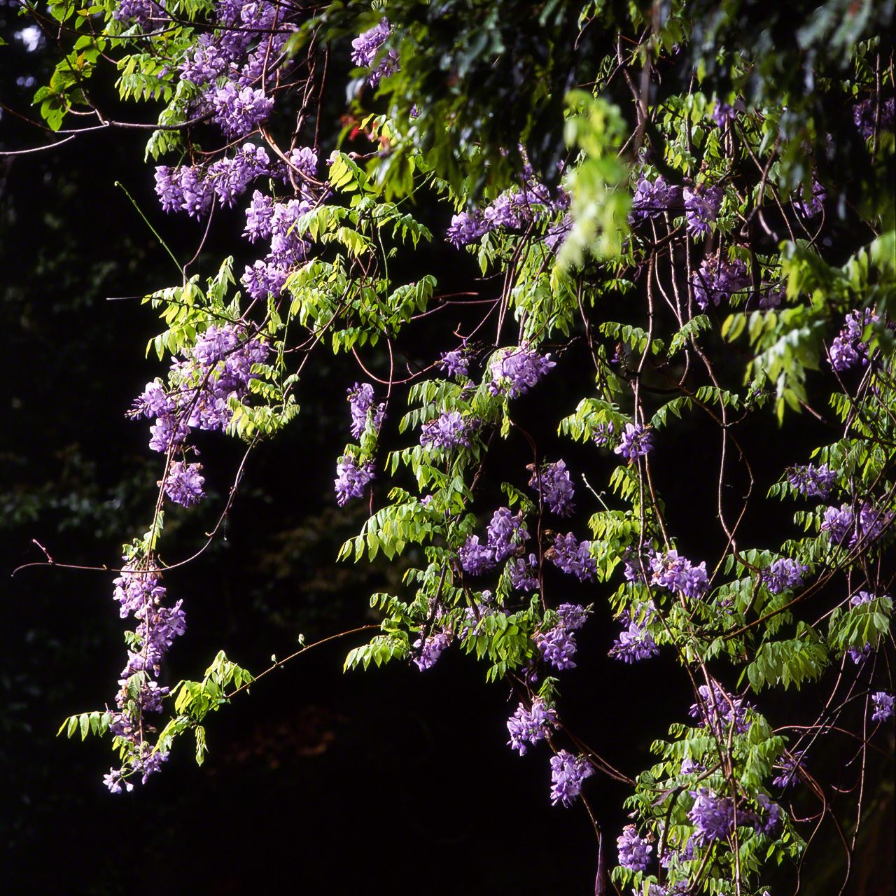 ヤマフジの花。日本のツル性樹木の代表ともいえるフジ。照葉樹林で目立つのはヤマフジだ