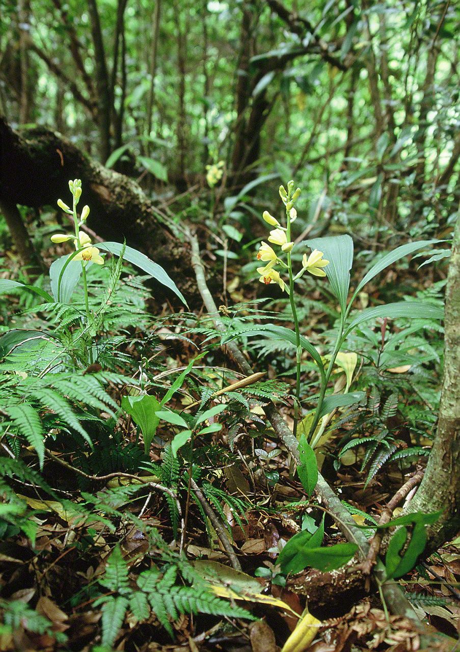 ガンゼキラン。照葉樹林を代表する大型のラン。乱獲やシカの食害のためにほぼ絶滅状態にある