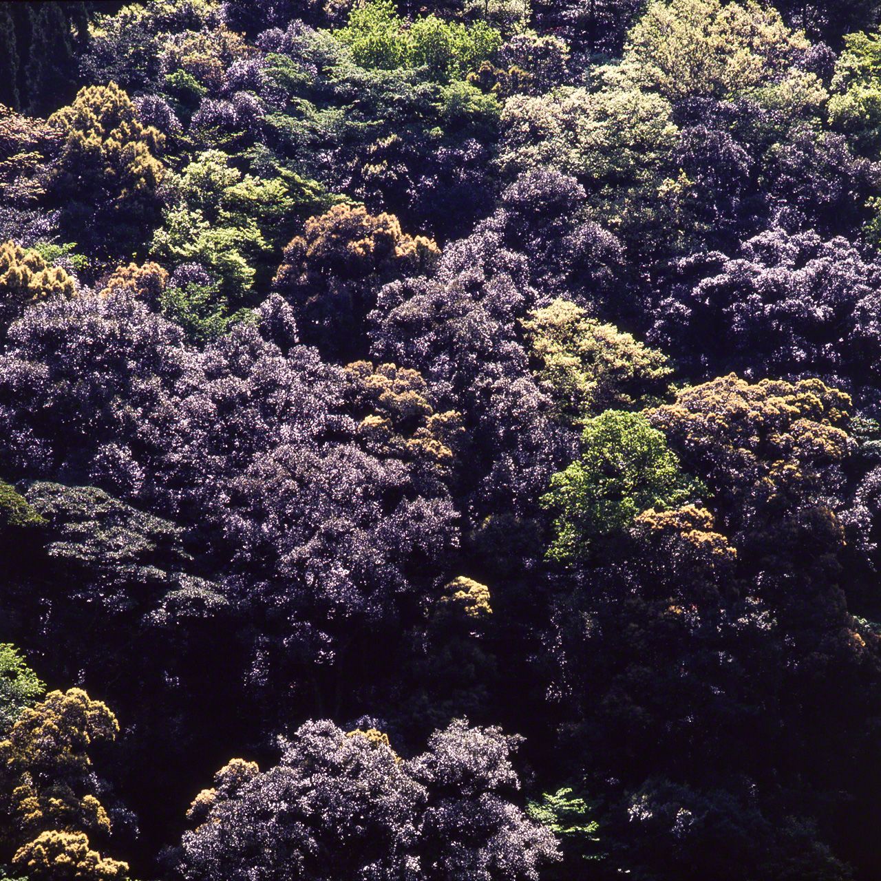 光るイチイガシ。新緑の時期の前後、太陽光線の角度によっては、木々の葉がキラキラと輝くように見える