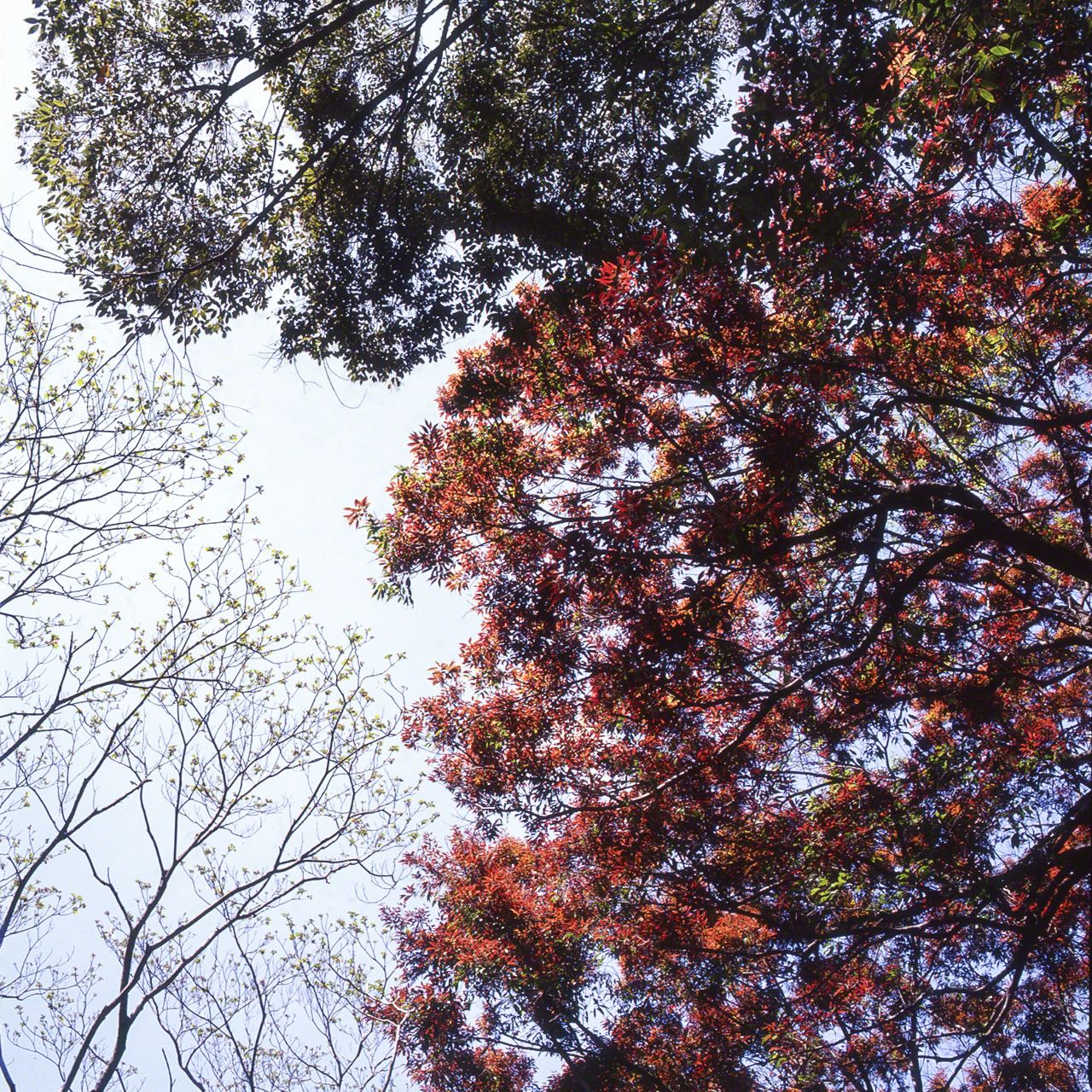 ウラジロガシの新緑。通常は明るい緑色のウラジロガシの新緑だが、木によっては別種のように赤い若葉を展開するウラジロガシもある