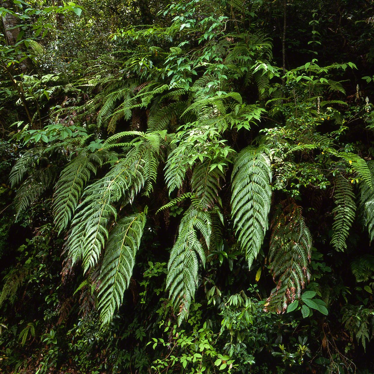 ハチジョウカグマ。日本の大型シダの代表種。照葉樹林の中でも渓流沿いなど常に湿度の高い環境を好む