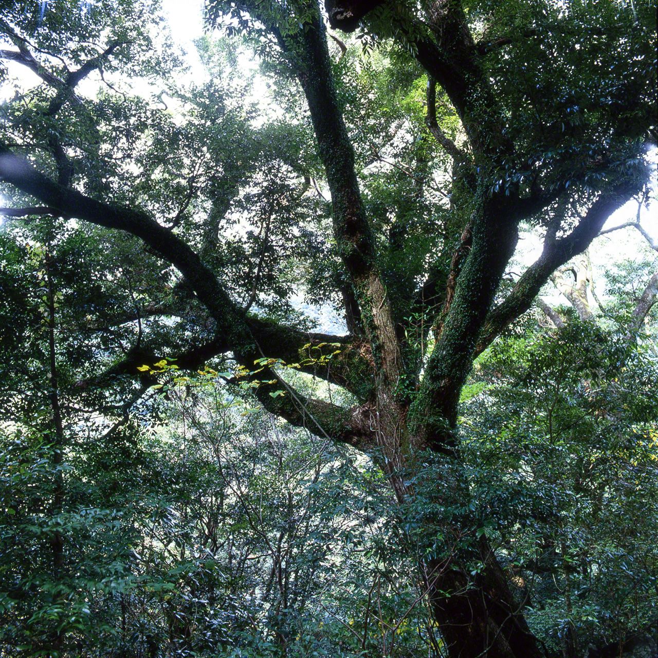 スダジイの大木。真っ直ぐに伸びるツブラジイに比べると、スダジイは大きな枝分かれの樹形が目立つ