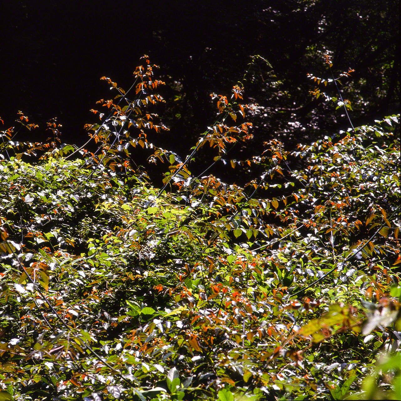 カギカズラ。ツル性植物の多さは照葉樹林の特徴の一つ
